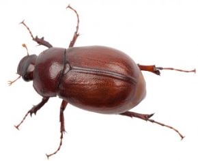 (Yet more) Ransomware Bugs and Virus